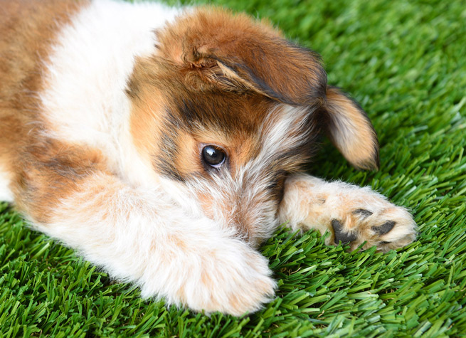 pet friendly artificial grass